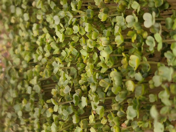 Arugula