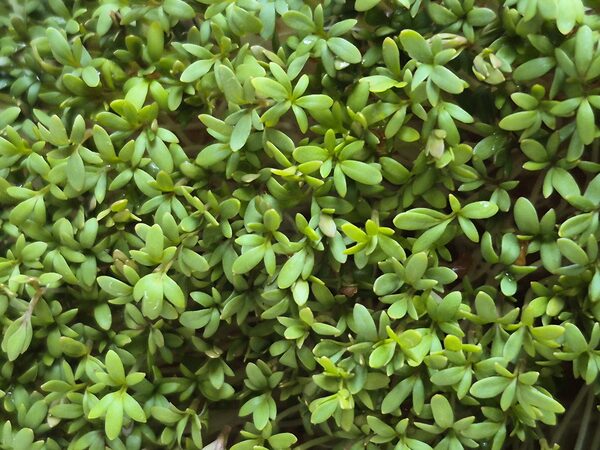 Cress