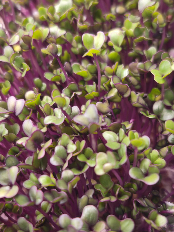 Purple kohlrabi